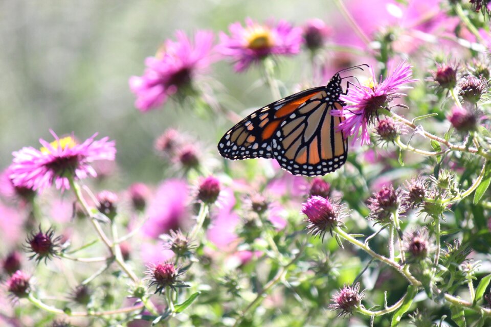 Butterfly flower insect