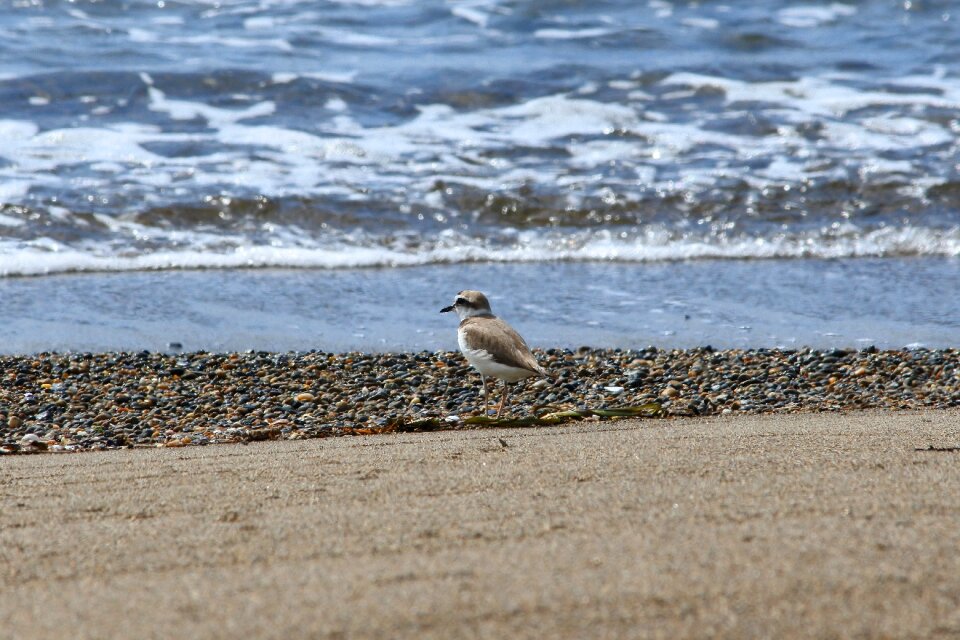Wave little bird the list