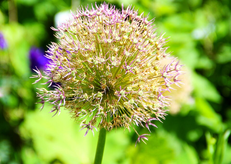 Plant garden bloom