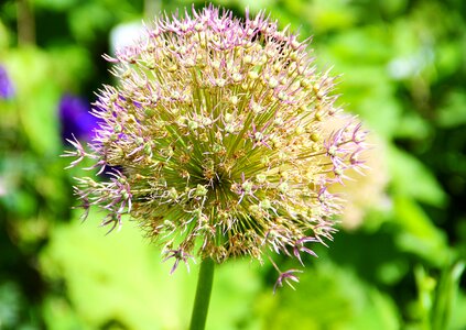 Plant garden bloom