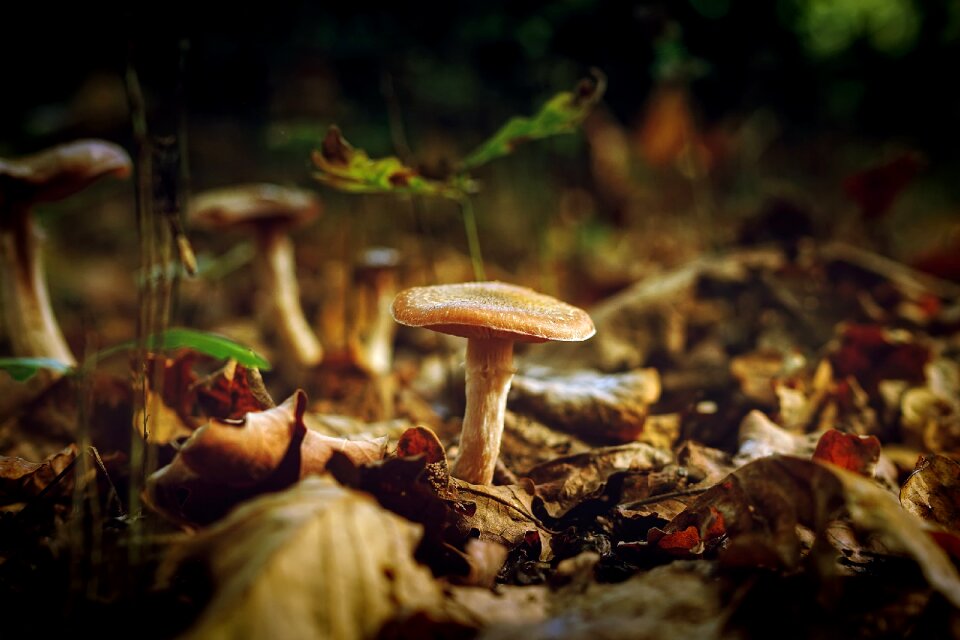 Nature outdoors macro