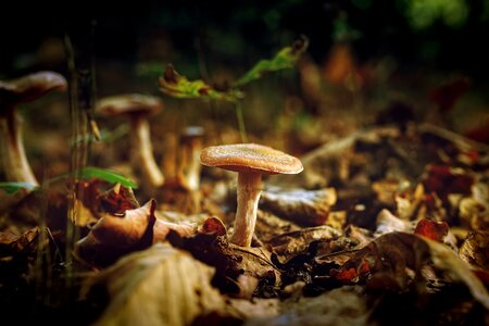 Nature outdoors macro