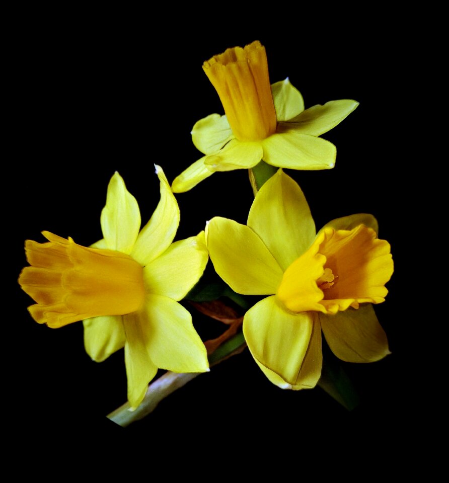 Pale yellow outer petals inside darker bell flowers dark background