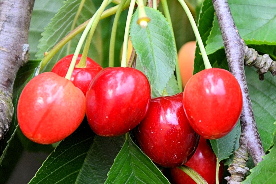 Red fruits cherry tree