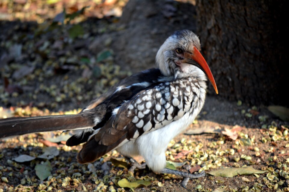 Nature kruger park south africa