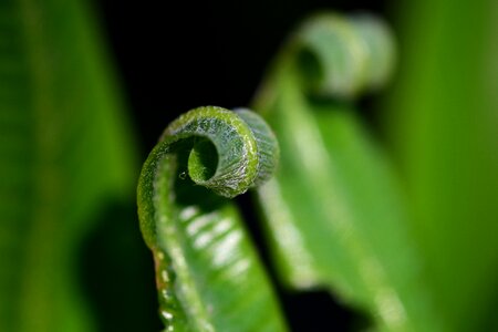 Nature leaves leaf fern photo