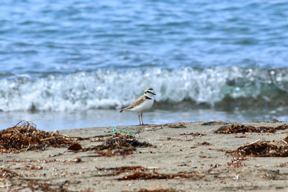 Wave little bird the list