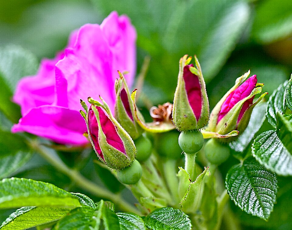 Nature macro rose petals