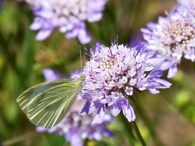 Detail pieris rapae wild flower photo