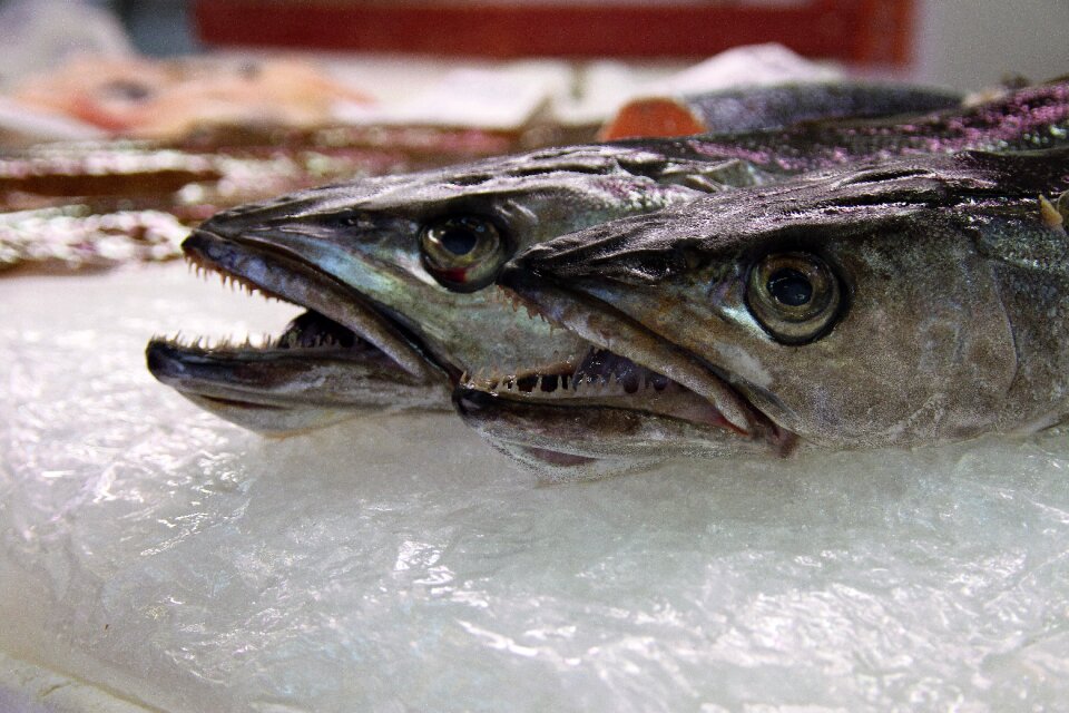 Fish echoppe carnivore