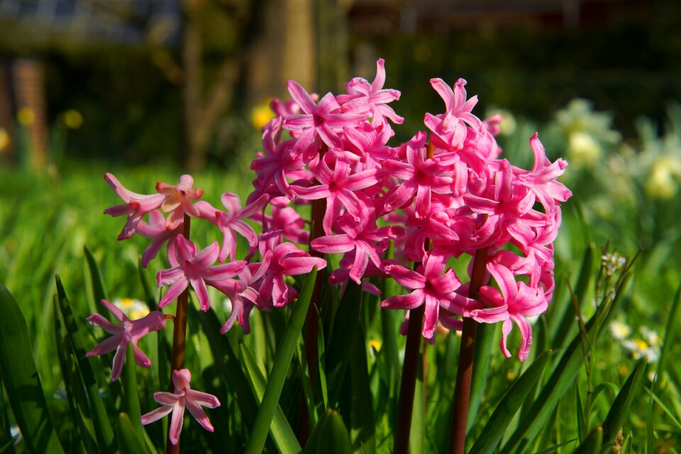Nature plant garden