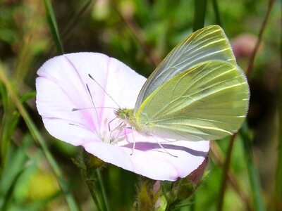 Detail pieris rapae wild flower