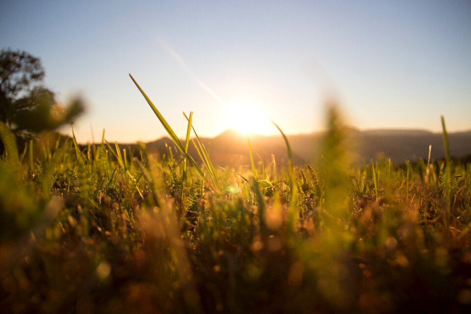 Green summer nature