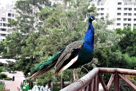 Animals feathers blue bird