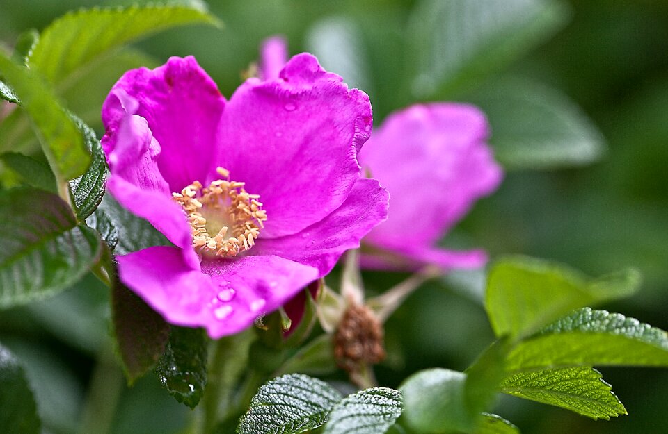 Macro rose petals stamens