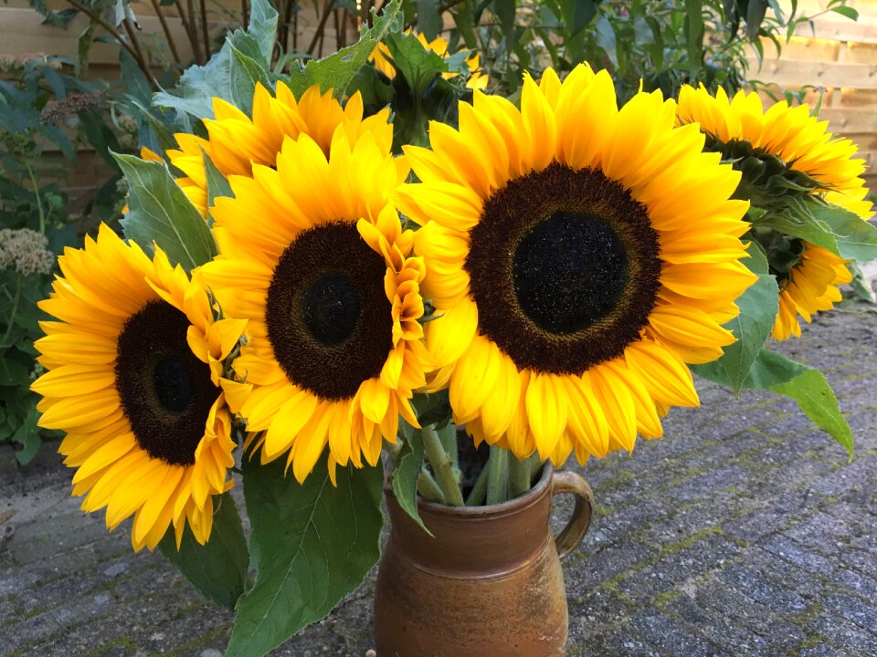 Yellow flower sunflower sun