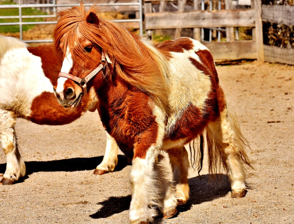 Small horse animal good aiderbichl