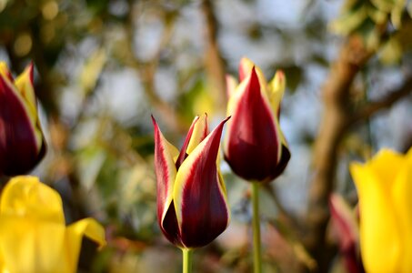 Vivid color nature close-up