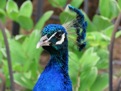 Blue head beak