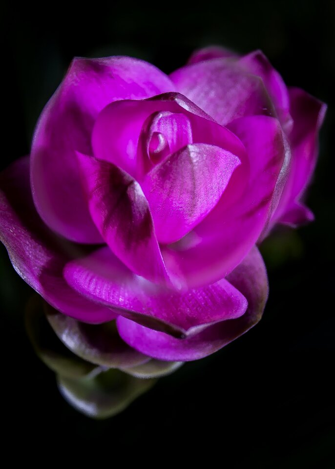 Bloom close up purple