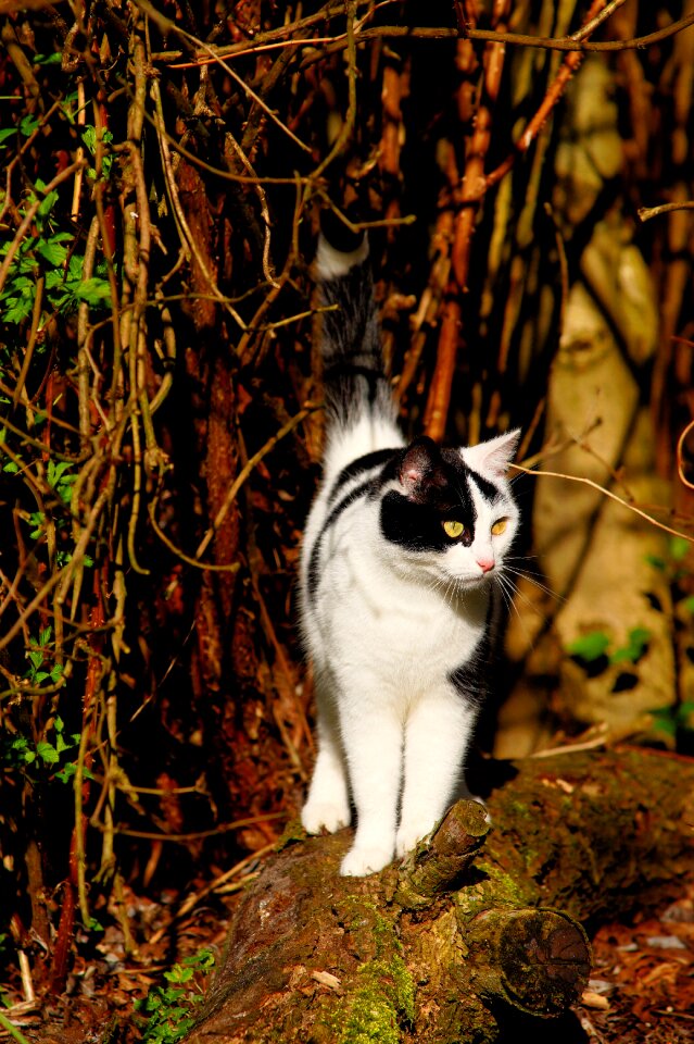 Garden cat's eyes portrait