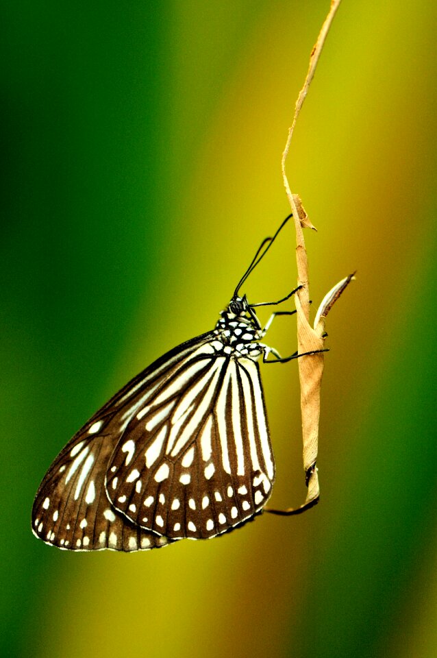 Macro butterfly Free photos