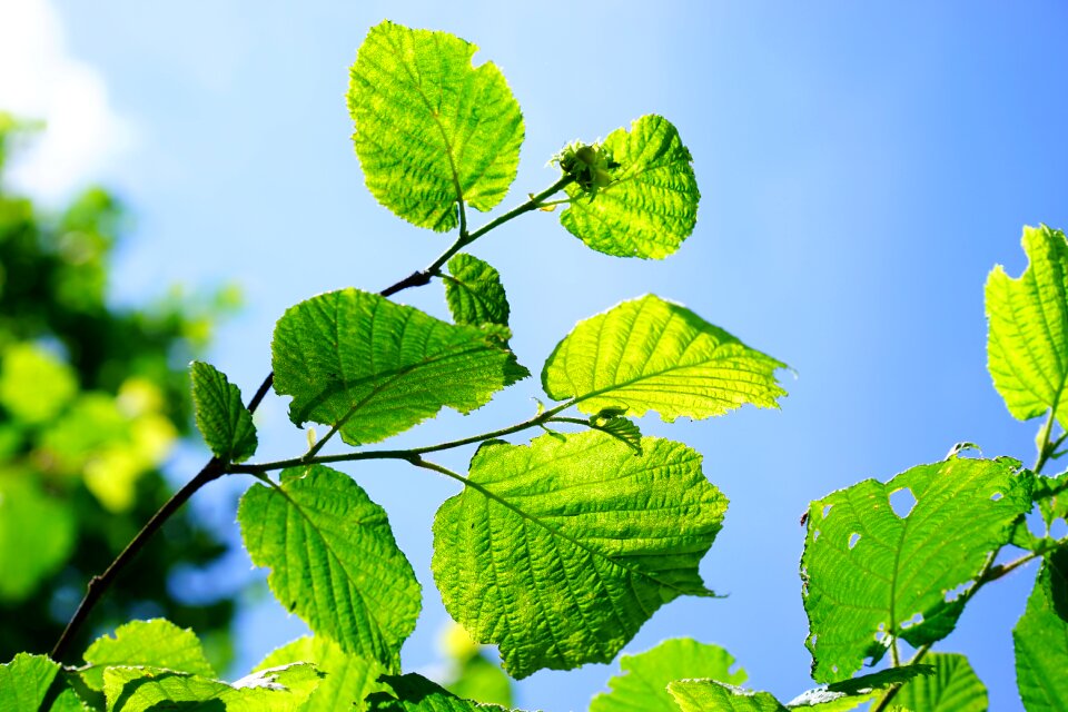 Hazelnut leaves hazel