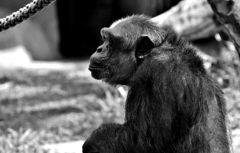 Animal ape mammal