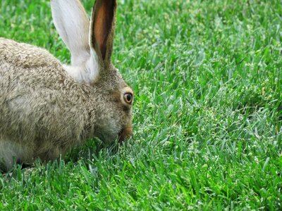 Animal spring furry photo