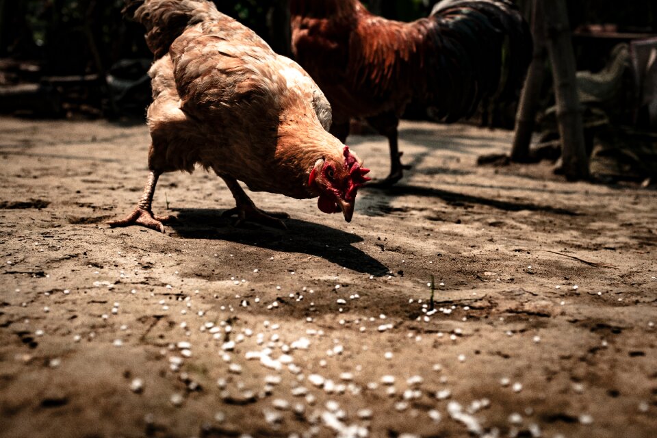 Bird chicken daytime