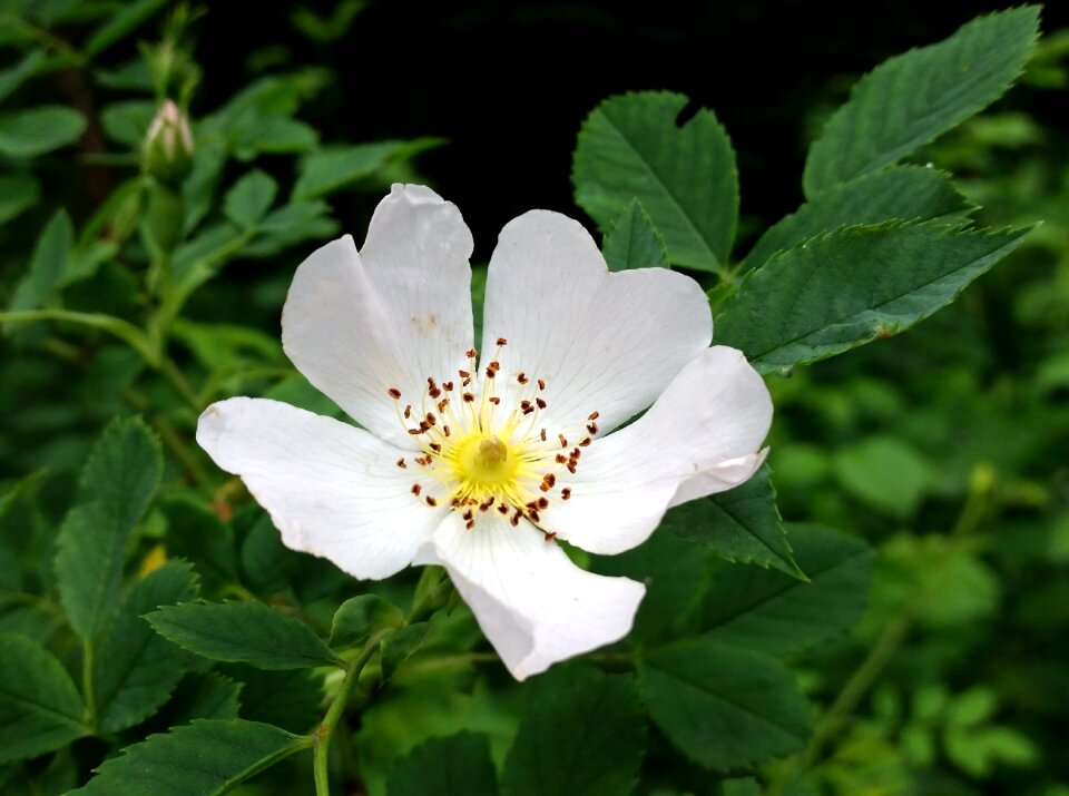 Roses plant nature