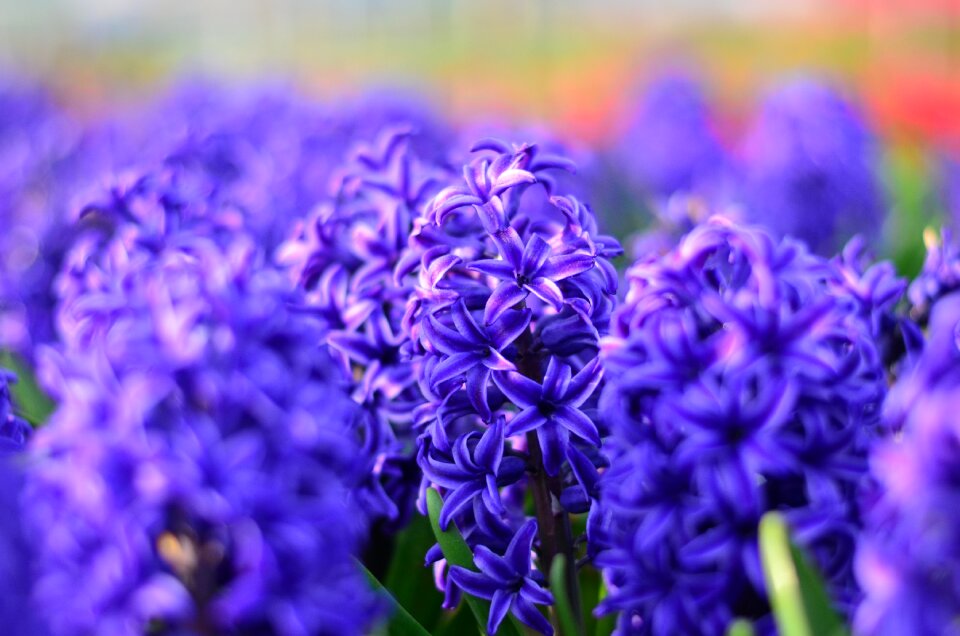 Tulips vivid color nature