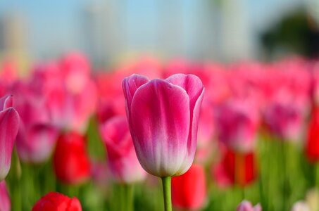 Vivid color nature close-up