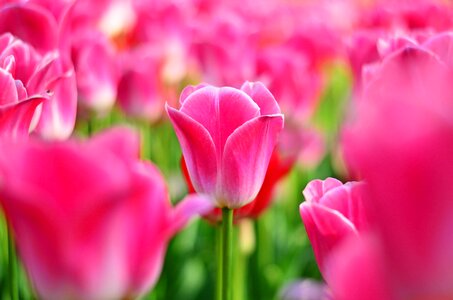 Vivid color nature close-up