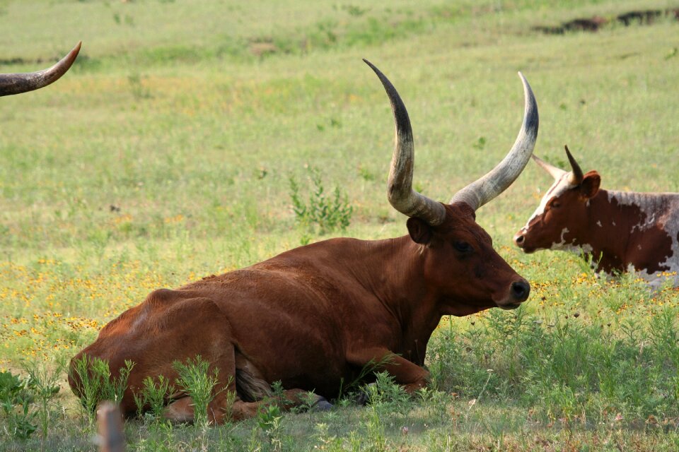 Agriculture livestock grass