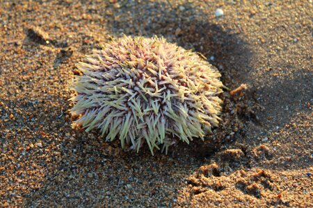 Marine sand seaside photo