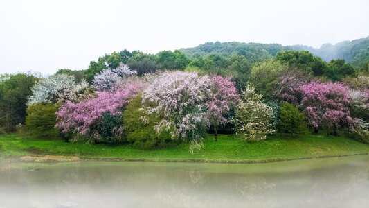 Kumamoto flowers lake