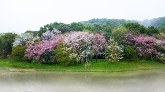 Kumamoto flowers lake photo