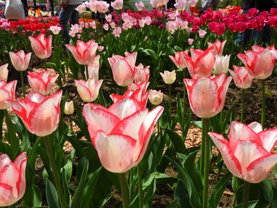 Plants garden landscape photo