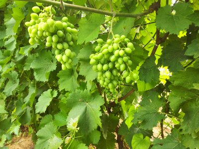 Grape green summer
