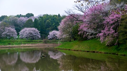 Kumamoto flowers lake photo