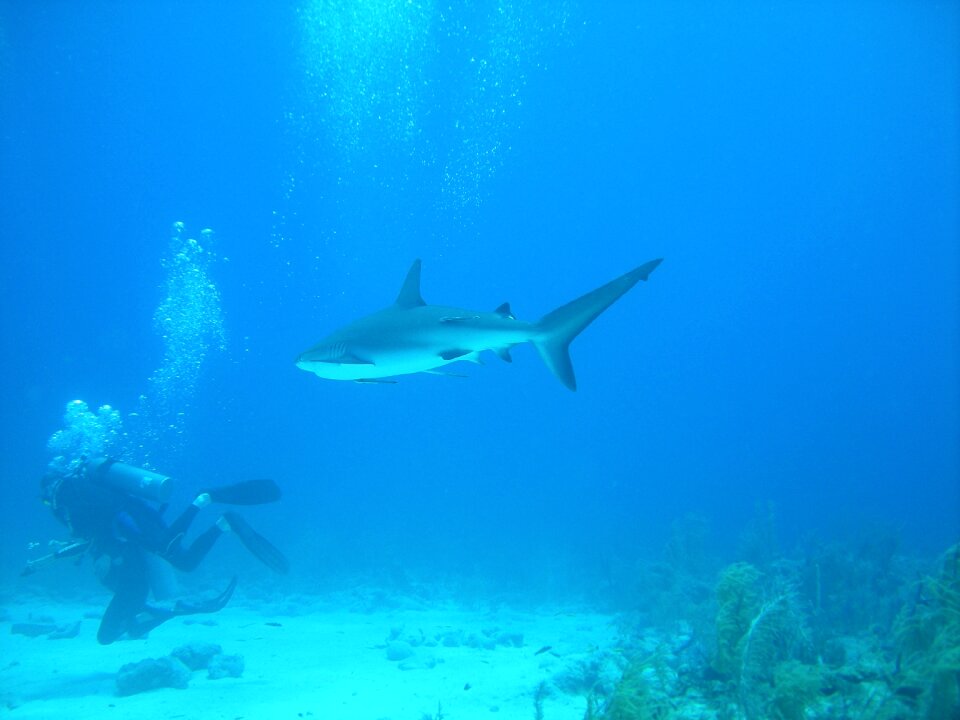 Dive nassau bahamas