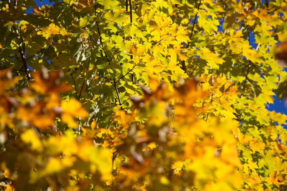 Leaves maple nature photo