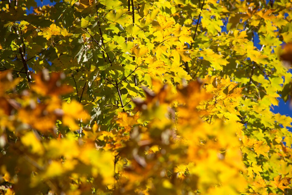 Leaves maple nature