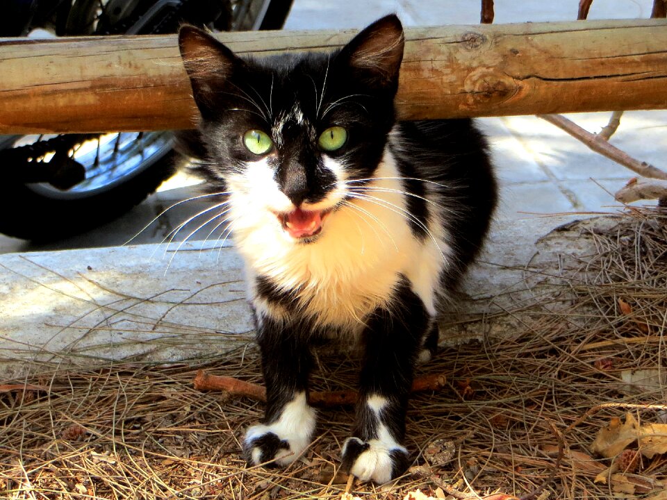 Animals cat's eyes cat look