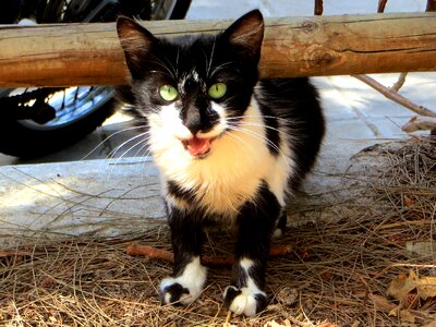 Animals cat's eyes cat look