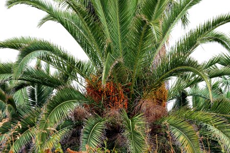 Tropical fruit group tenerife