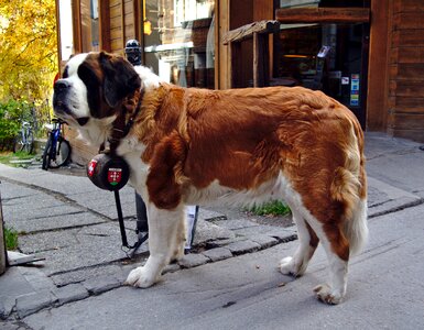 Zermatt rescue dog barrel