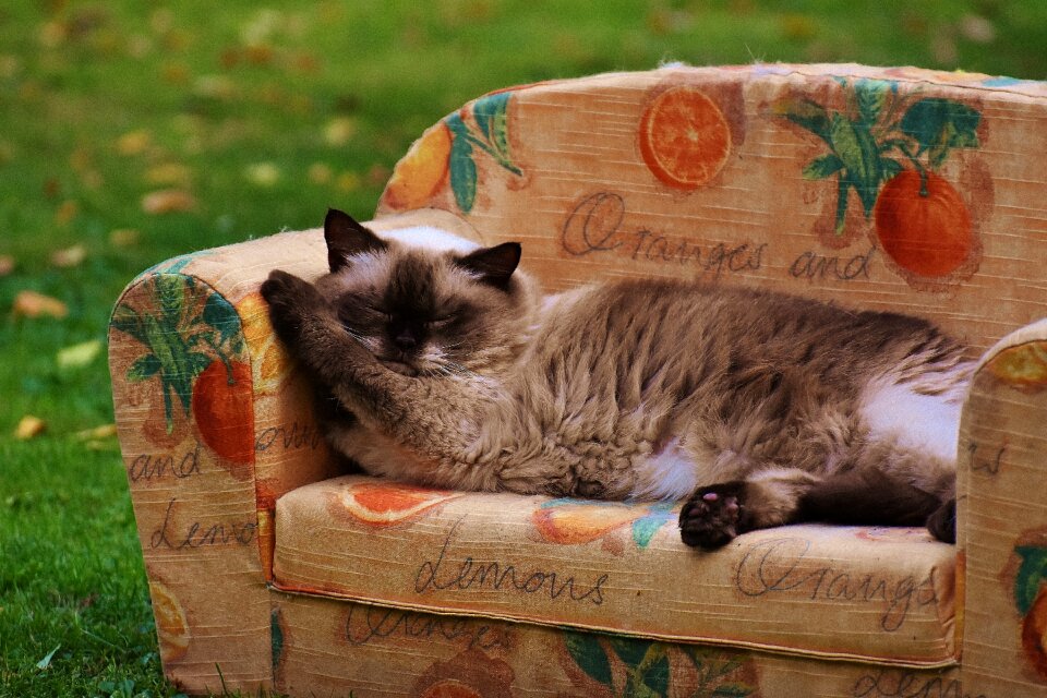 British shorthair thoroughbred fur