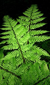 Dennstaedtia punctilobula hay-scented fern green photo